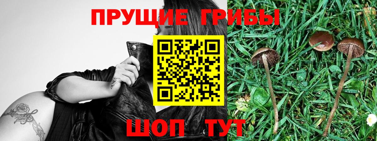 Псилоцибиновые грибы Cubensis  Вход с VPN  Воронеж 